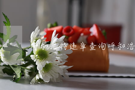 呼和浩特违章查询(呼和浩特违章查询官网)