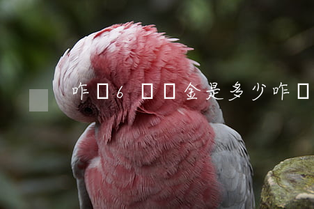 咋騙6萬罰金是多少(咋騙6萬以上怎么說)