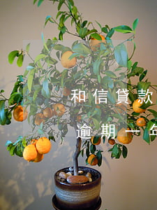 和信貸款逾期一年還不上，緊急提示：和信貸款逾期一年仍未還款，可能面臨的后果
