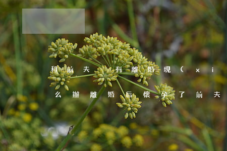 和前夫沒有離婚現(xiàn)在懷孕了怎么辦(離婚后懷孕了前夫的孩子)