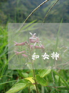 和女神離婚gl