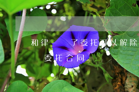 和律師簽了委托可以解除合同嗎(怎樣解除律師委托合同)