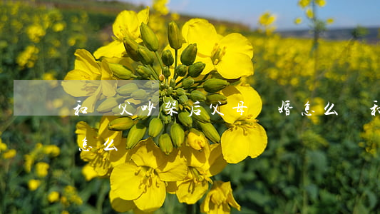 和繼父吵架后父母離婚怎么辦(和父親吵架了怎么辦)