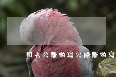 和老公離婚寫欠條(離婚寫的欠條有用嗎)