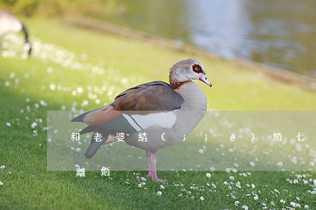 和老婆結(jié)婚七年了鬧離婚(跟老婆離婚)