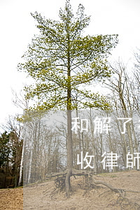 和解了律師費(fèi)怎么付(法庭和解還收律師費(fèi)嗎)