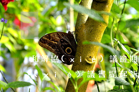 和解協(xié)議逾期訴狀(可否就和解協(xié)議書提起訴訟)