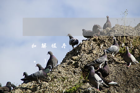 和解程序終結(jié)算是破產(chǎn)嗎