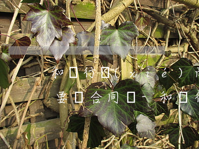 和銀行協(xié)商個(gè)性化分期要簽合同嗎-和銀行協(xié)商個(gè)性化分期要簽合同嗎