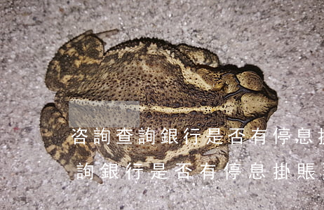 咨詢查詢銀行是否有停息掛賬業務-咨詢查詢銀行是否有停息掛賬業務的問題