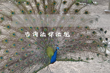 咨询法律法规