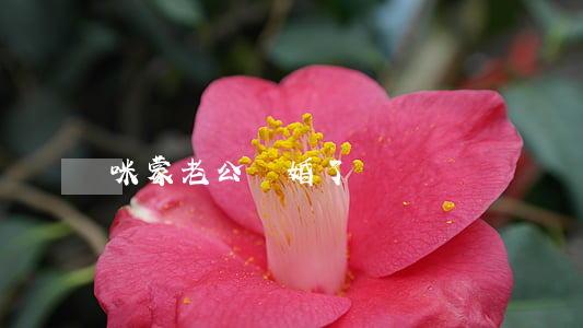 咪蒙老公離婚了