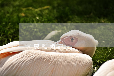 咪蒙離婚記