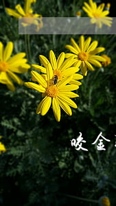 咬金聘仁貴離婚