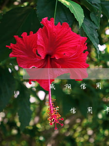 咸阳信用卡逾期停息挂账申请条件(什么情况下信用卡逾期可以停息挂账)