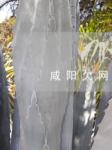 咸阳欠网贷骗茅台