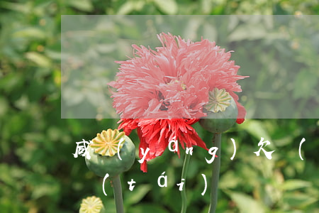 咸陽(yáng)欠網(wǎng)貸騙茅臺(tái)
