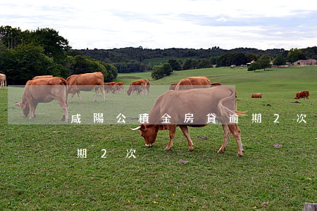 咸陽公積金房貸逾期2次(咸陽公積金房貸逾期2次)