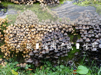 咸魚,信用卡（咸魚信用卡利息）
