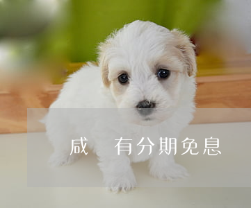咸魚有分期免息嗎 閑魚可以花唄分期免息