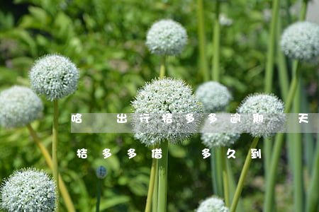 哈啰出行桔多多逾期幾天上征信-哈啰出行桔多多借錢多久到賬