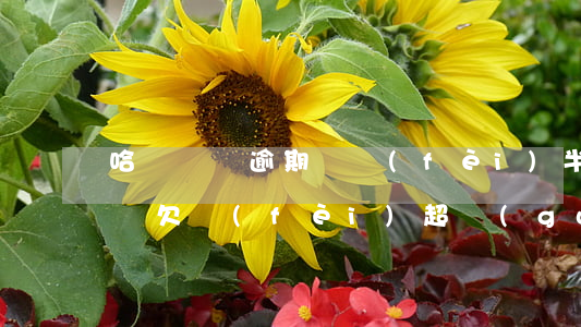 哈啰單車逾期繳費(fèi)半年-哈啰單車欠費(fèi)超過(guò)240天