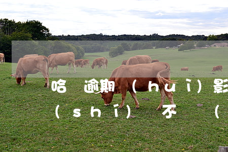 哈啰逾期會(huì)影響花唄嗎(花唄超時(shí)間不還會(huì)有什么后果)