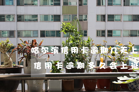 哈尔滨信用卡逾期几天上征信民生-哈尔滨信用卡逾期多久会上征信