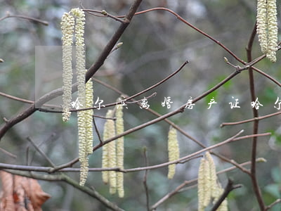 哈尔滨离婚房产证(哈尔滨可以办理网上离婚)