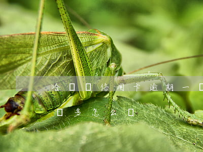 哈爾濱信用卡逾期一萬(哈爾濱信用卡逾期一萬多怎么辦)