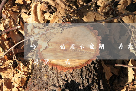 哈爾濱信用卡逾期圖片素材-哈爾濱信用卡延期幾天
