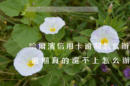 哈爾濱信用卡逾期怎么辦(哈爾濱銀行信用卡逾期真的還不上怎么辦)