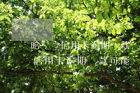 哈爾濱信用卡逾期還款會怎么樣，警惕！哈爾濱信用卡逾期還款可能帶來的嚴重后果