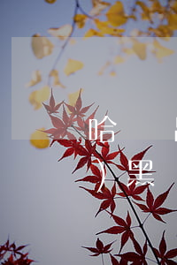 哈爾濱出現(xiàn)疫情的小區(qū)(黑龍江有疫情的小區(qū))