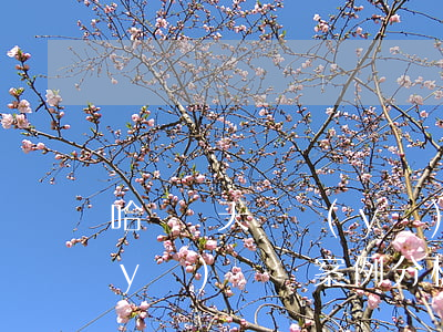 哈爾濱天價醫(yī)療費(哈爾濱天價醫(yī)療費案例分析)