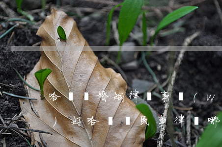 哈爾濱婚姻律師事務(wù)所哪個(gè)好(哈爾濱民事律師哪家好)