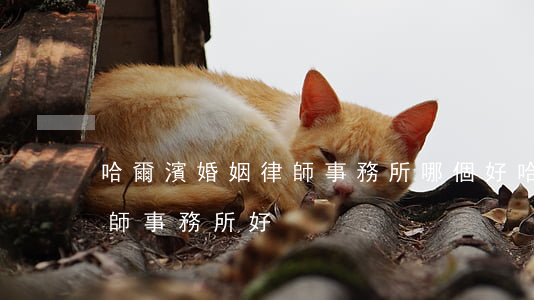 哈爾濱婚姻律師事務所哪個好(哈爾濱什么律師事務所好)