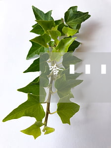 哈爾濱幫信罪判刑(哈爾濱幫信罪判刑)