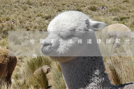 哈爾濱生活頻道律師幫忙(哈爾濱在線律師咨詢)