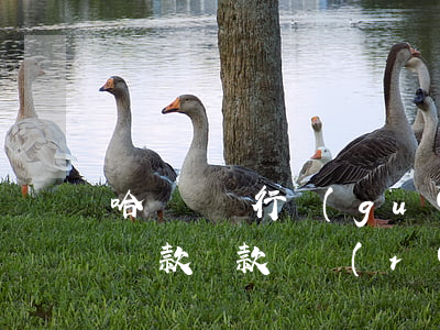哈爾濱銀行國(guó)家助學(xué)貸款還款確認(rèn)書