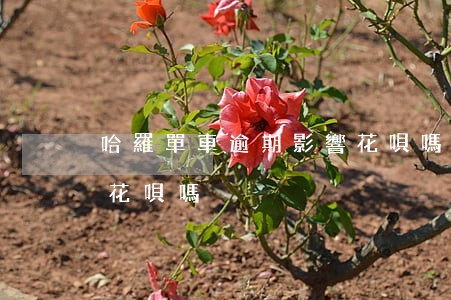 哈羅單車逾期影響花唄嗎(哈羅單車逾期影響花唄嗎)