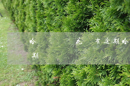哈羅順風車花唄有逾期(哈羅順風車花唄有逾期)