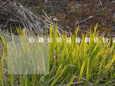 哈銀哈哈貸逾期(哈哈貸審核多久)