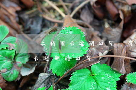 員工信用卡逾期公司-有沒有幫忙處理信用卡逾期的公司