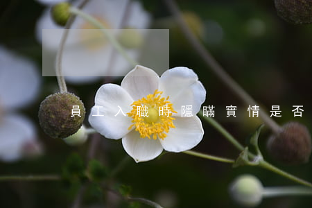 員工入職時隱瞞實情，是否屬于欺詐？
