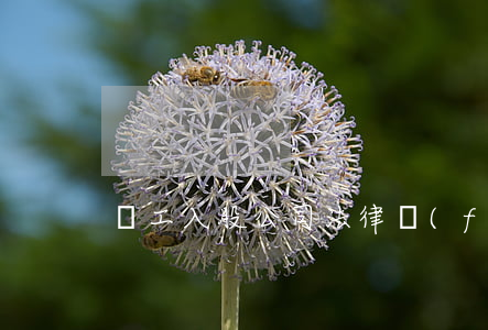 員工入股公司法律風(fēng)險防范