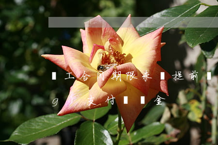 員工合同期限未滿提前離職,是否應(yīng)支付違約金