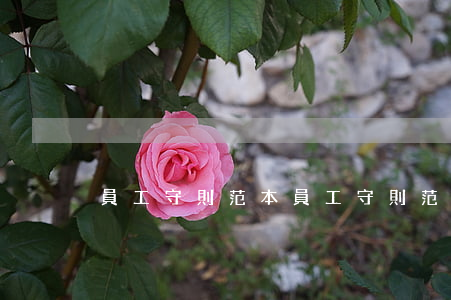 員工守則范本(員工守則范本)