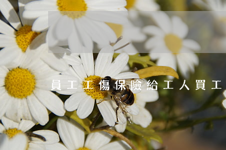 員工工傷保險(給工人買工傷保險)