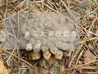 員工欠銀行款怎么處理好（員工欠銀行款怎么處理）
